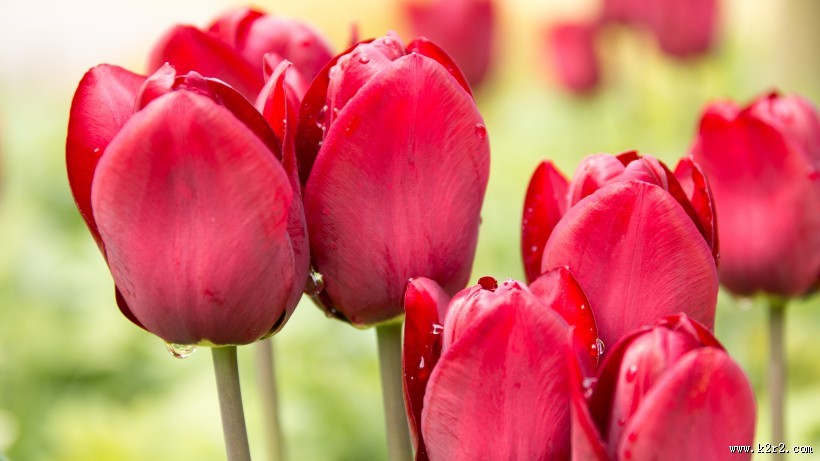盛开的郁金香图片