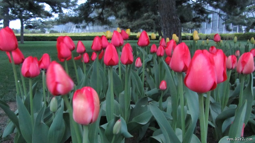 盛开的郁金香图片