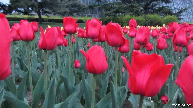 盛开的郁金香图片