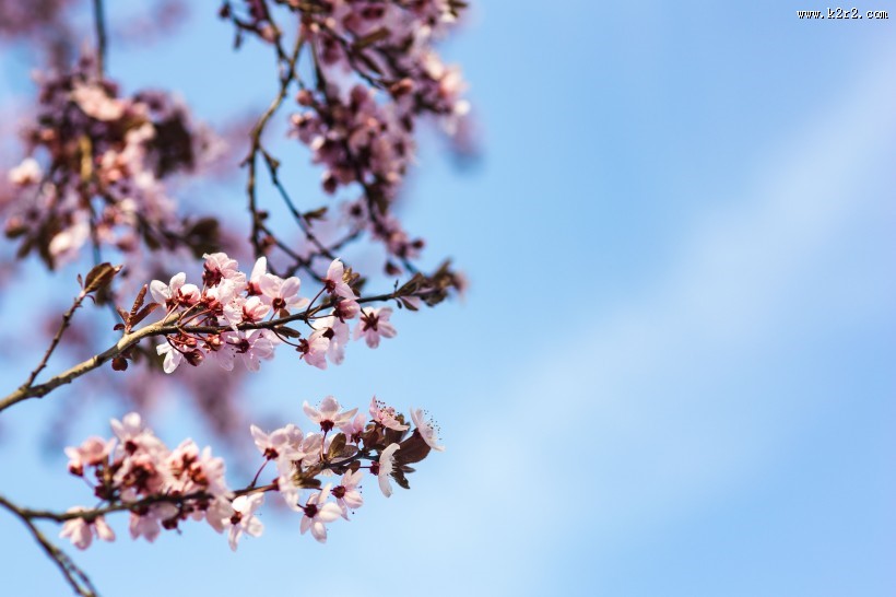 美丽的樱花图片