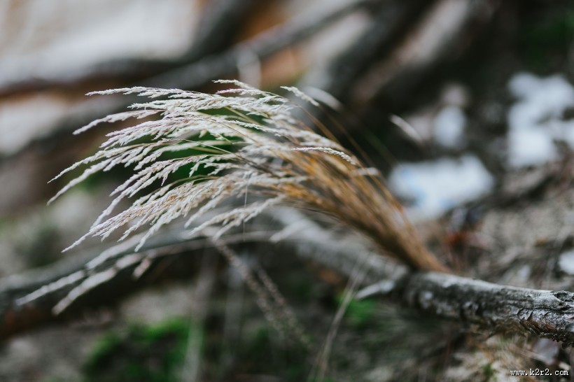 森林里植物的特写图片大全