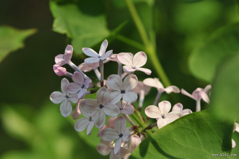 淡紫色丁香花图片