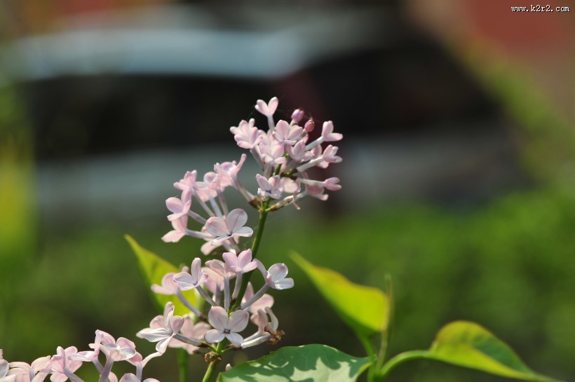 淡紫色丁香花图片
