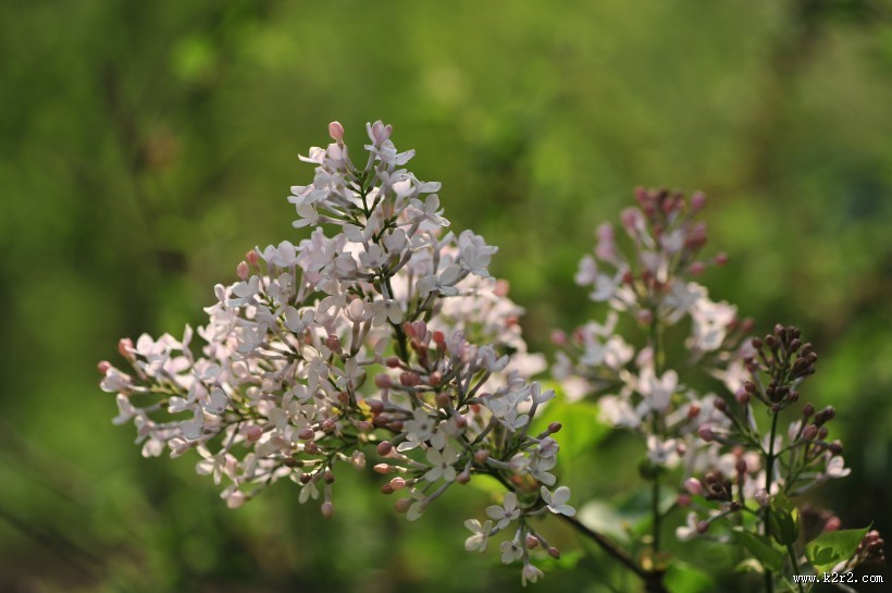 淡紫色丁香花图片