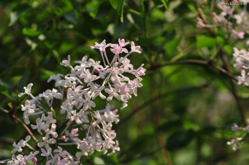 淡紫色丁香花图片