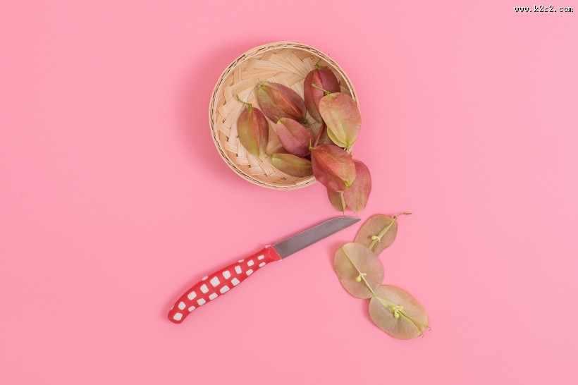 好看的叶子摆拍图片