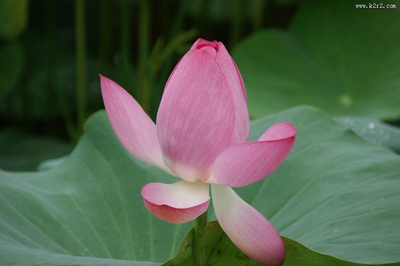 美艳不可亵玩的荷花图片