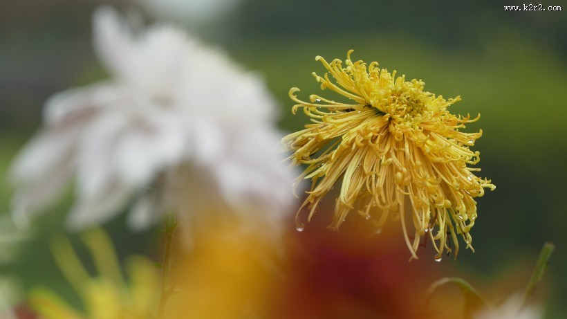 盛开的金色菊花图片
