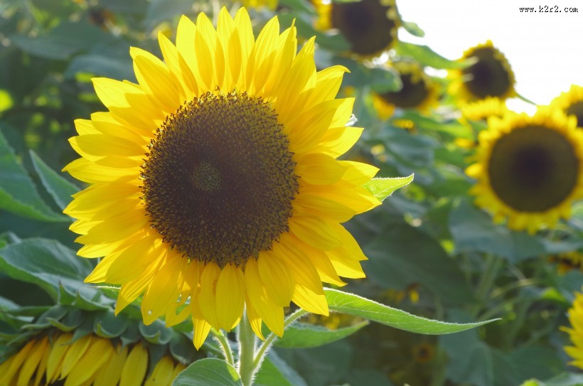 金色向日葵图片