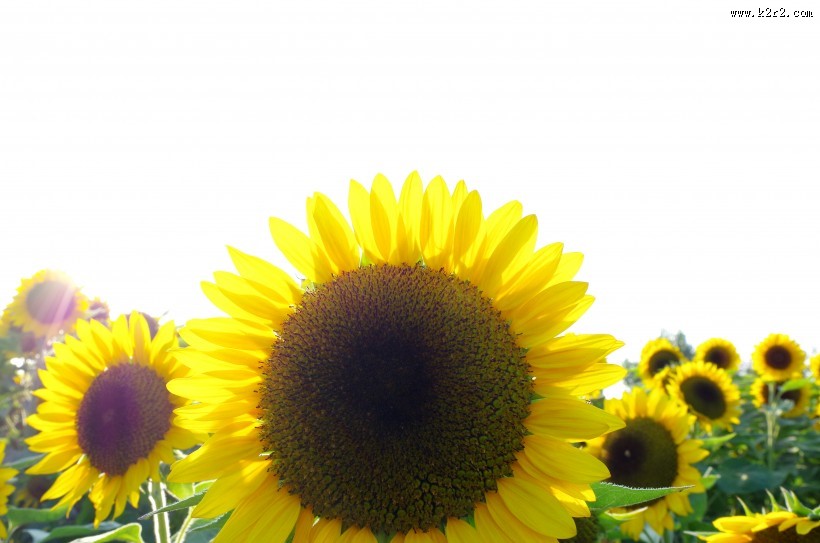 金色向日葵图片