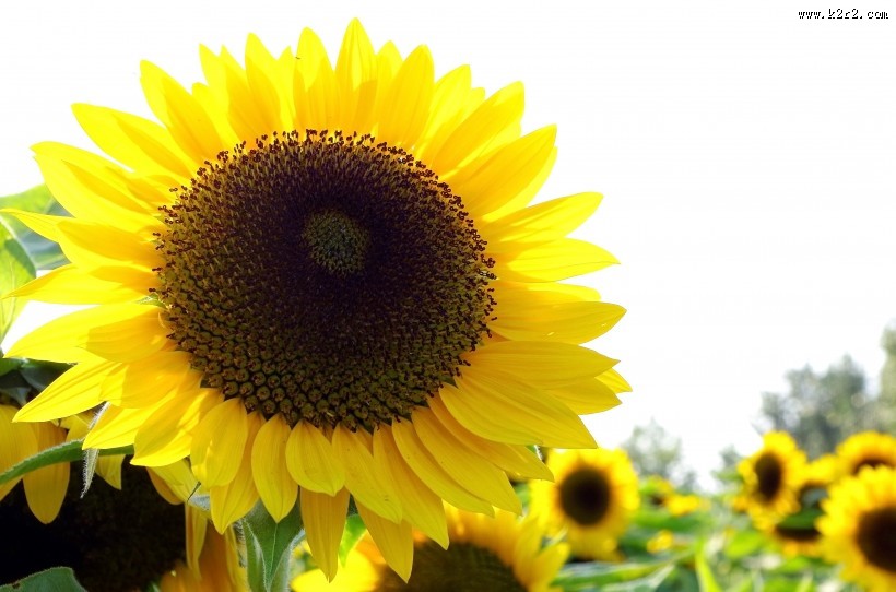 金色向日葵图片