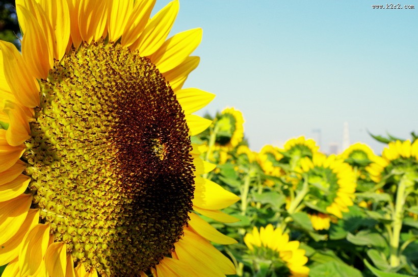 金色向日葵图片