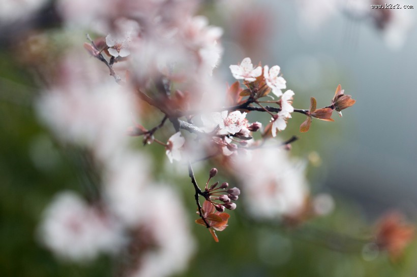 淡粉色樱花图片