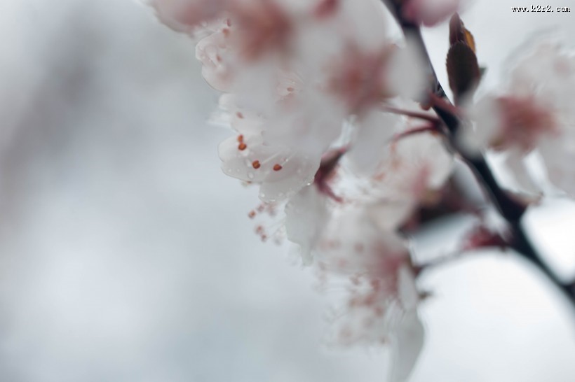 淡粉色樱花图片