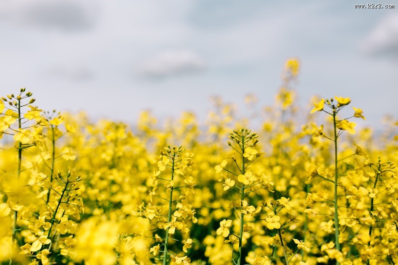 阳光照耀下的油菜花图片大全