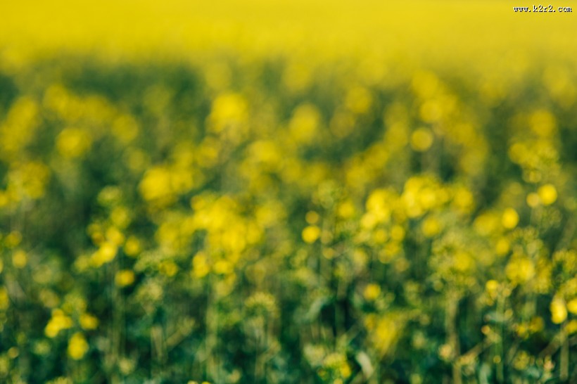阳光照耀下的油菜花图片大全