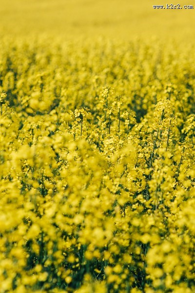阳光照耀下的油菜花图片大全
