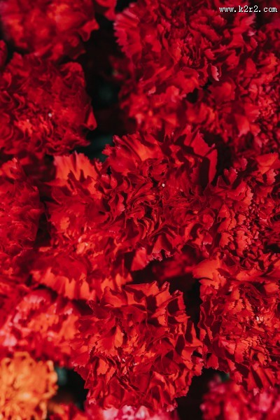 色彩缤纷的花束图片