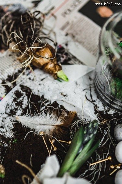 自己种植的秧苗图片大全