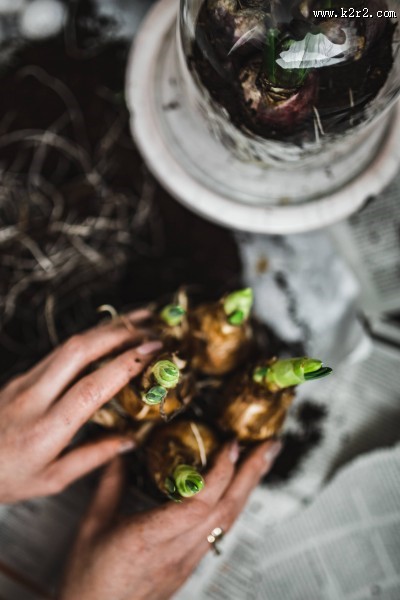 自己种植的秧苗图片大全