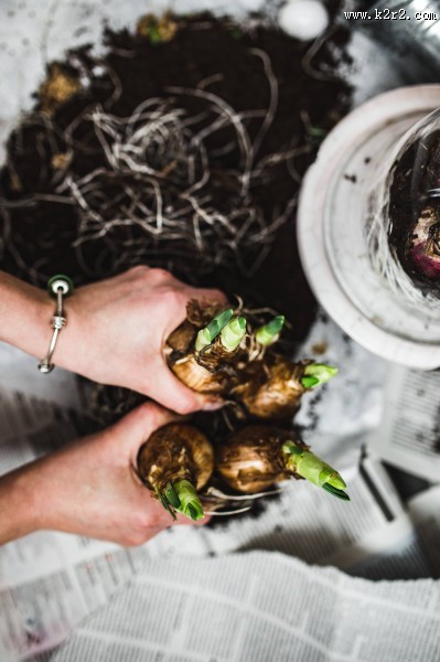 自己种植的秧苗图片大全