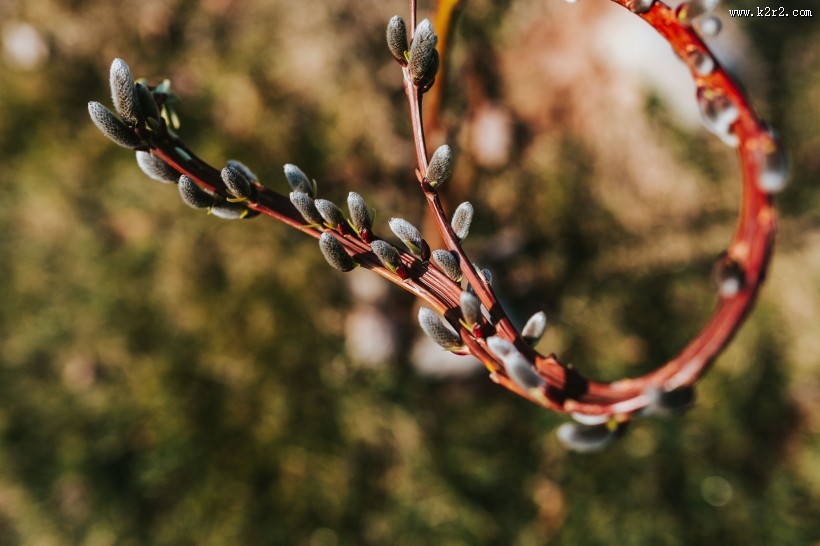 刚发芽的植物图片