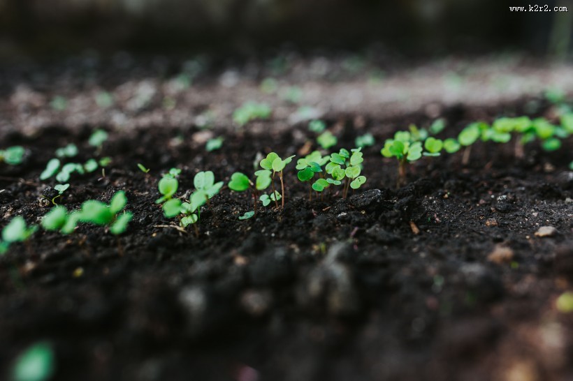 刚发芽的植物图片