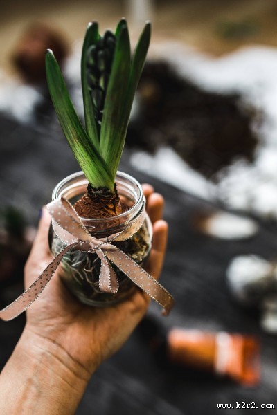 可爱的装饰幼苗图片