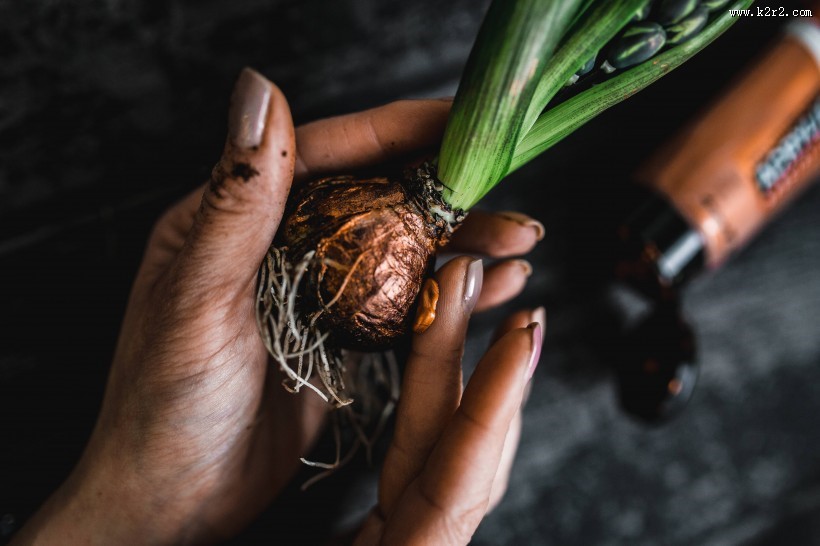 可爱的装饰幼苗图片