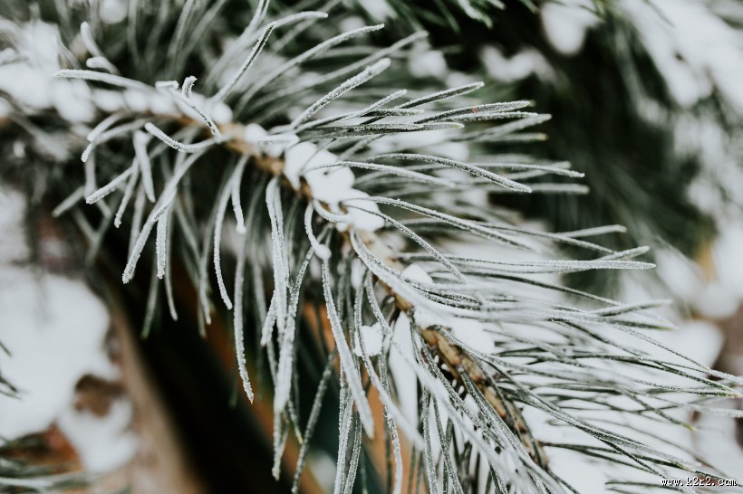 雪树的特写图片