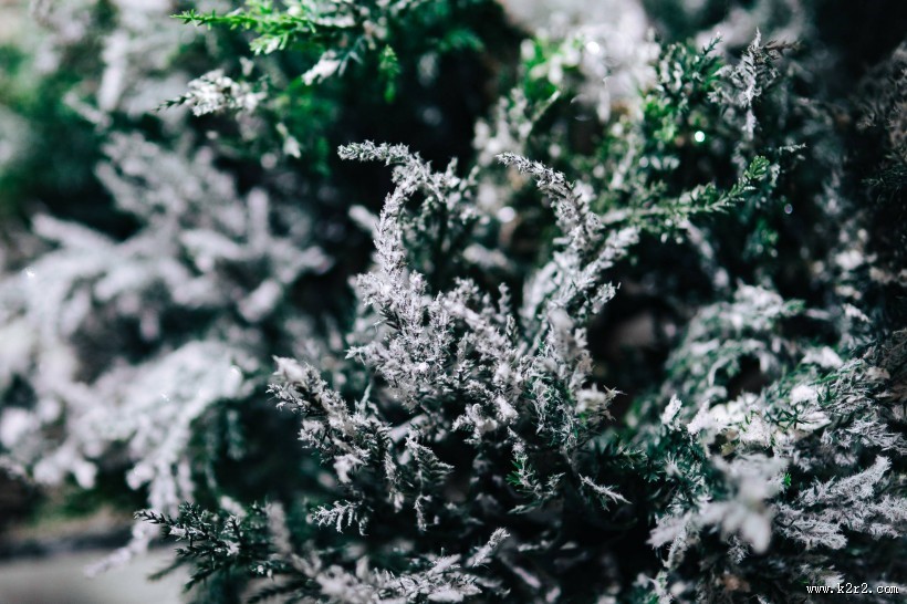 雪树的特写图片