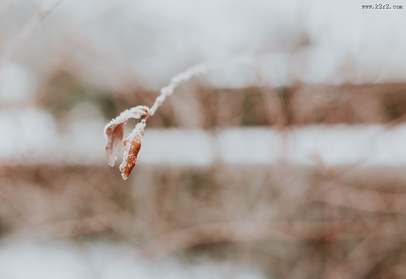 雪树的特写图片