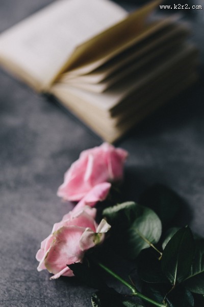 娇滴的粉玫瑰图片