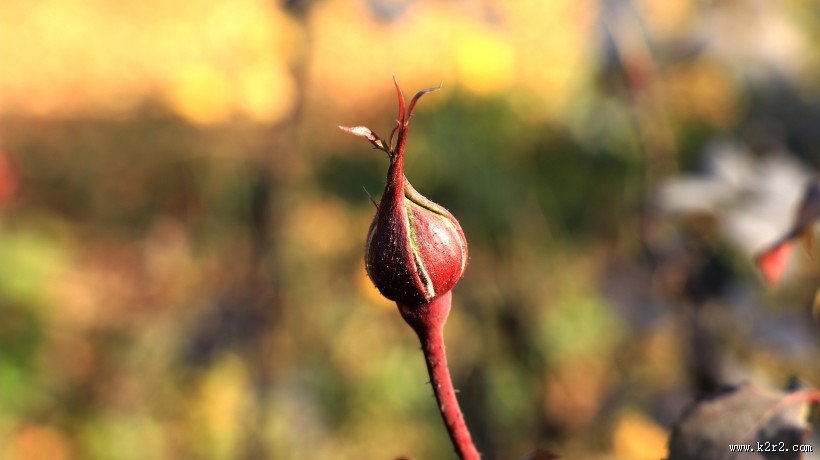 秋季绿色的小嫩芽图片大全