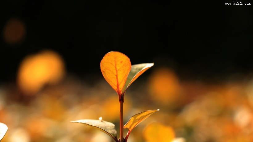 秋季绿色的小嫩芽图片大全