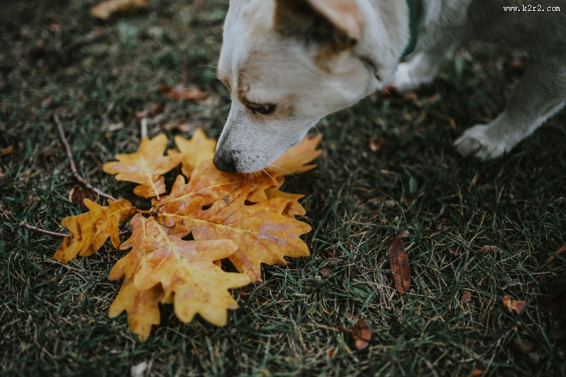 黄色的落叶图片大全