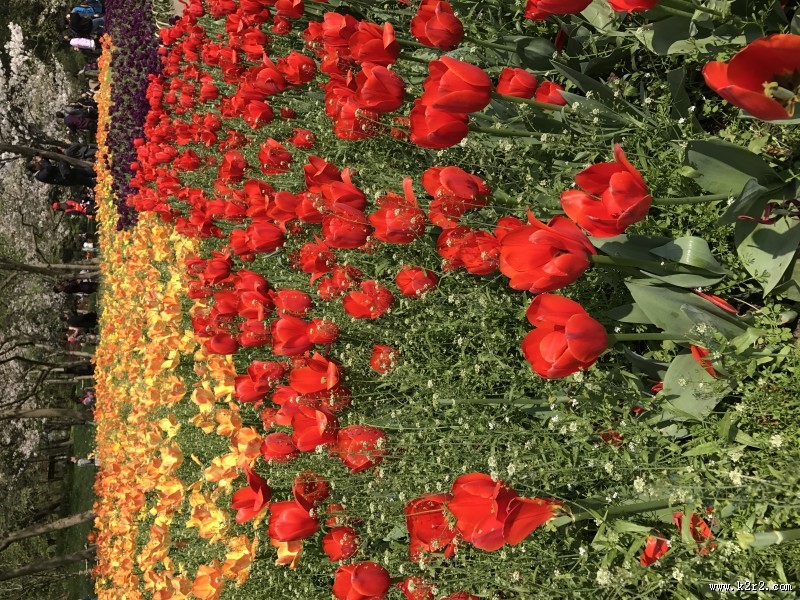 姹紫嫣红的郁金香图片