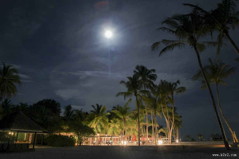 笔直的椰子树图片