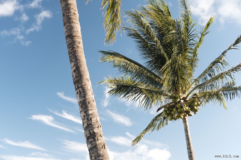 笔直的椰子树图片