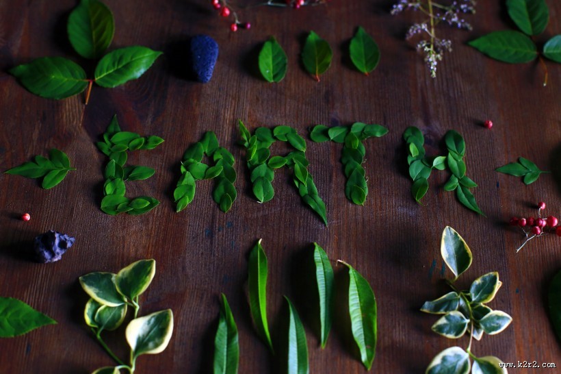 绿叶的特写图片