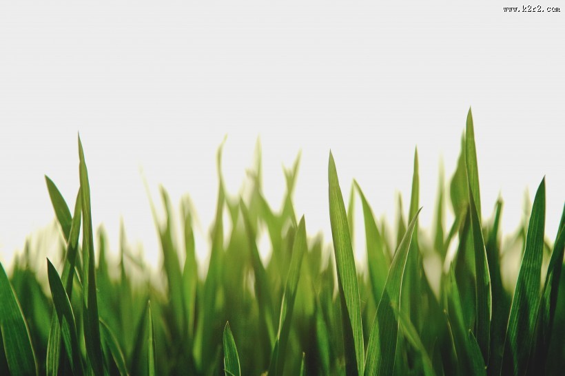 绿叶的特写图片