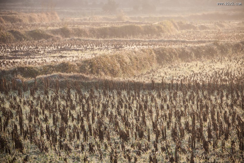 广阔的稻田图片