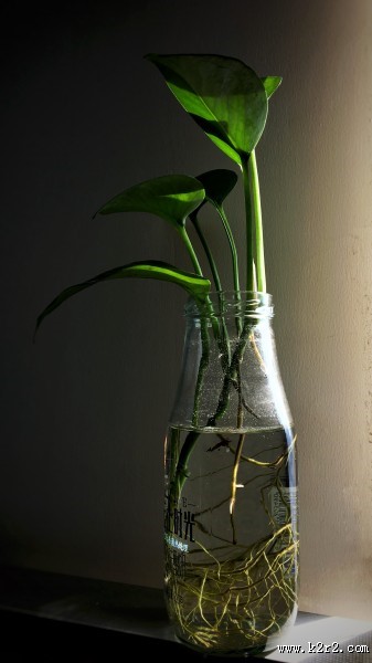 摆放在室内的植物图片