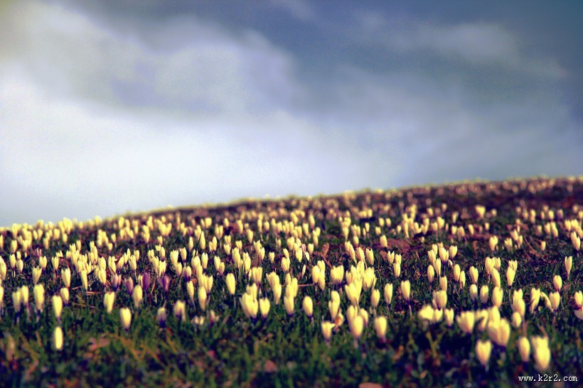 颜色各异的郁金香图片