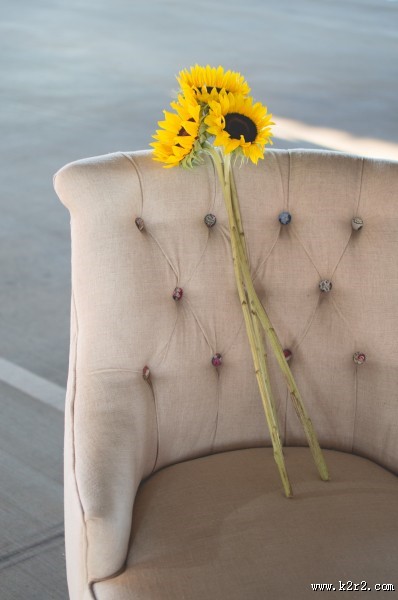 美丽的向日葵图片