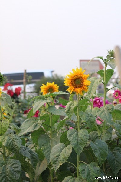 美丽的向日葵图片