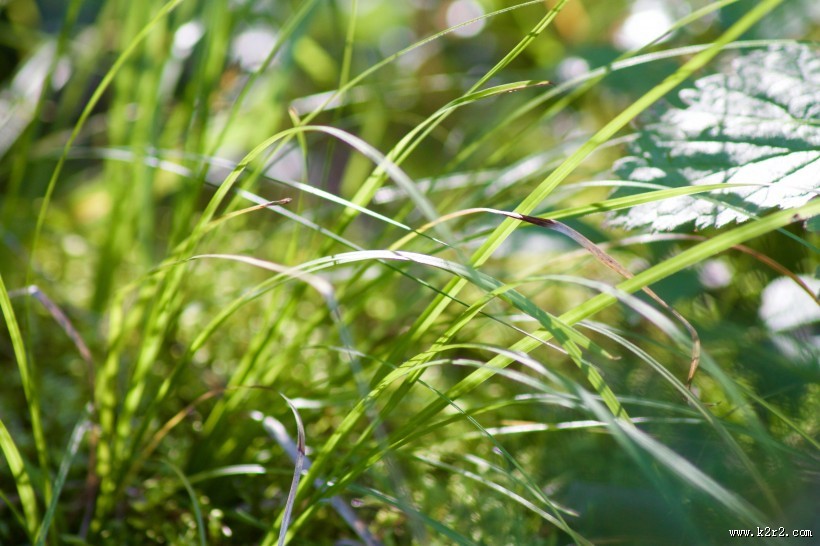 嫩绿的青草图片大全