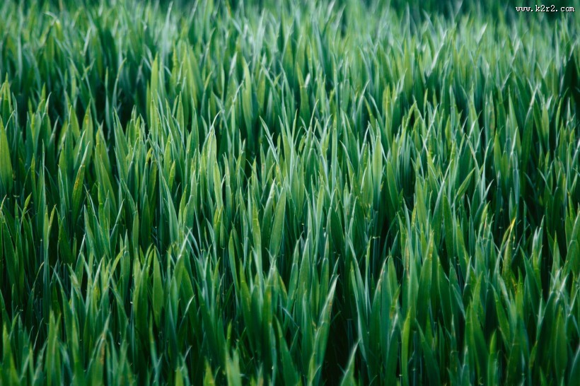 嫩绿的青草图片大全