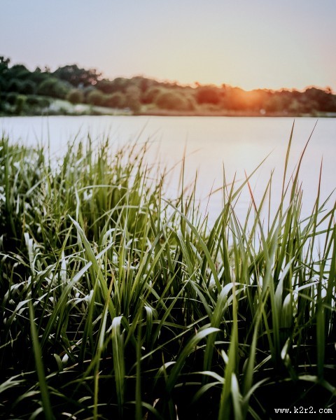 嫩绿的青草图片大全