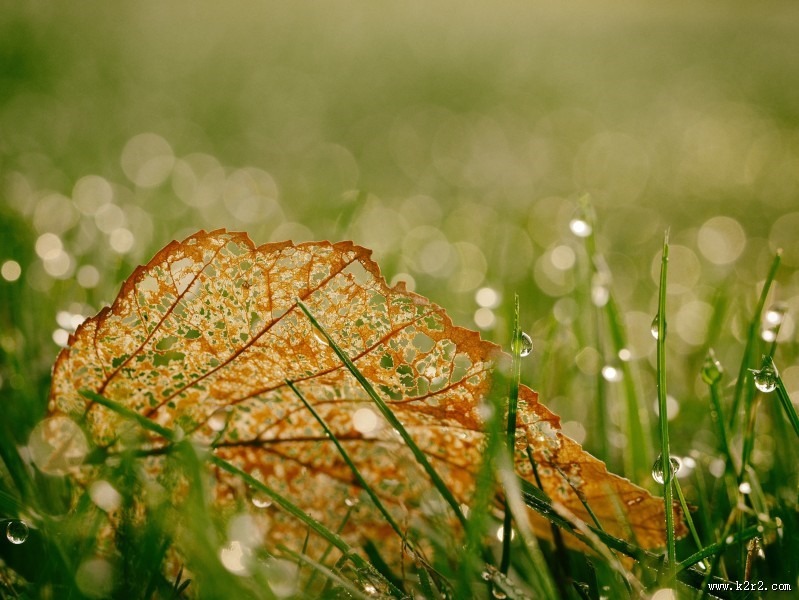 青草上面的露水图片大全
